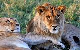 TANZANIA - Serengeti National Park - Leoni Lions - 78